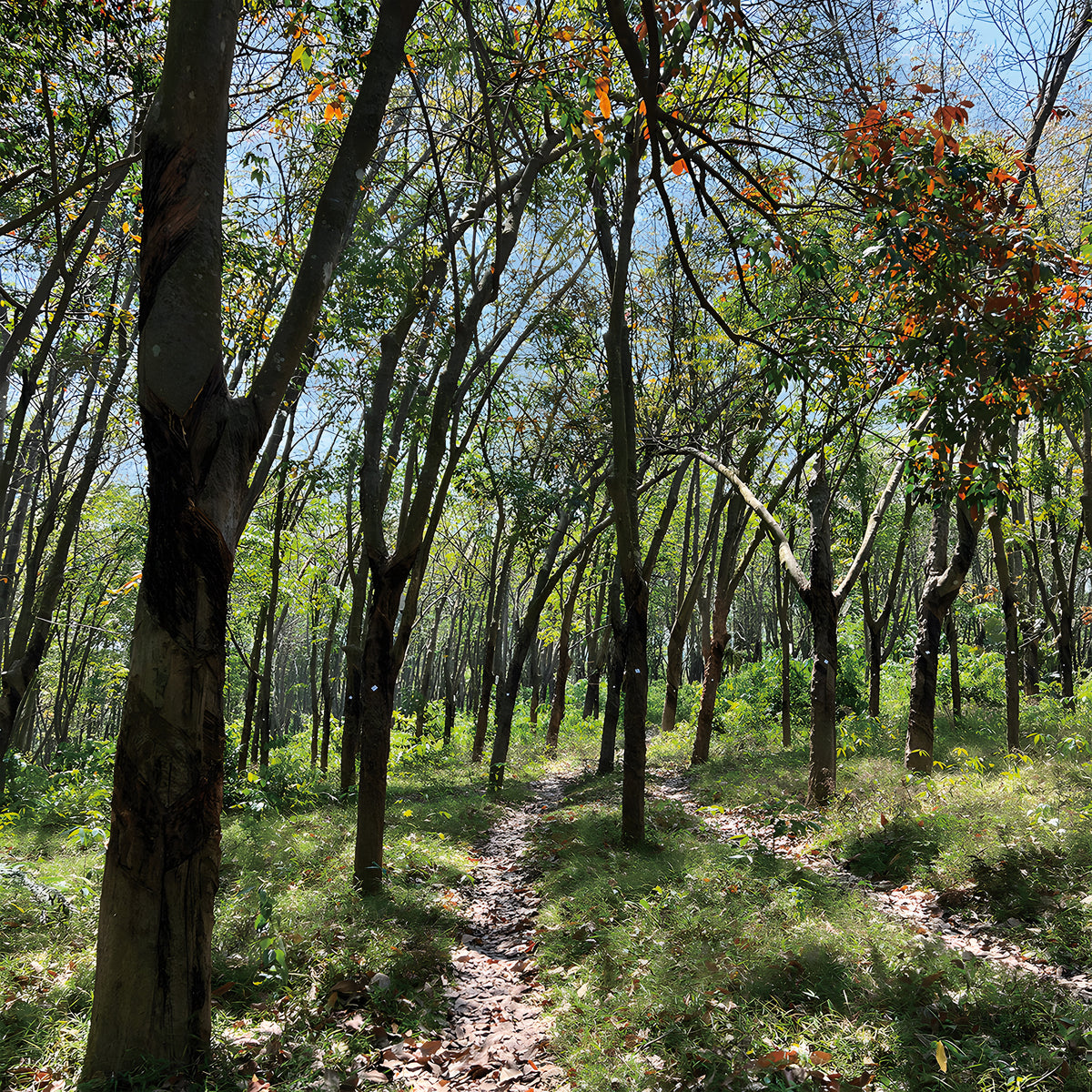 Rubber trees growing in Indonesia, the source of the rubberwood used to make Tender Leaf Toys.